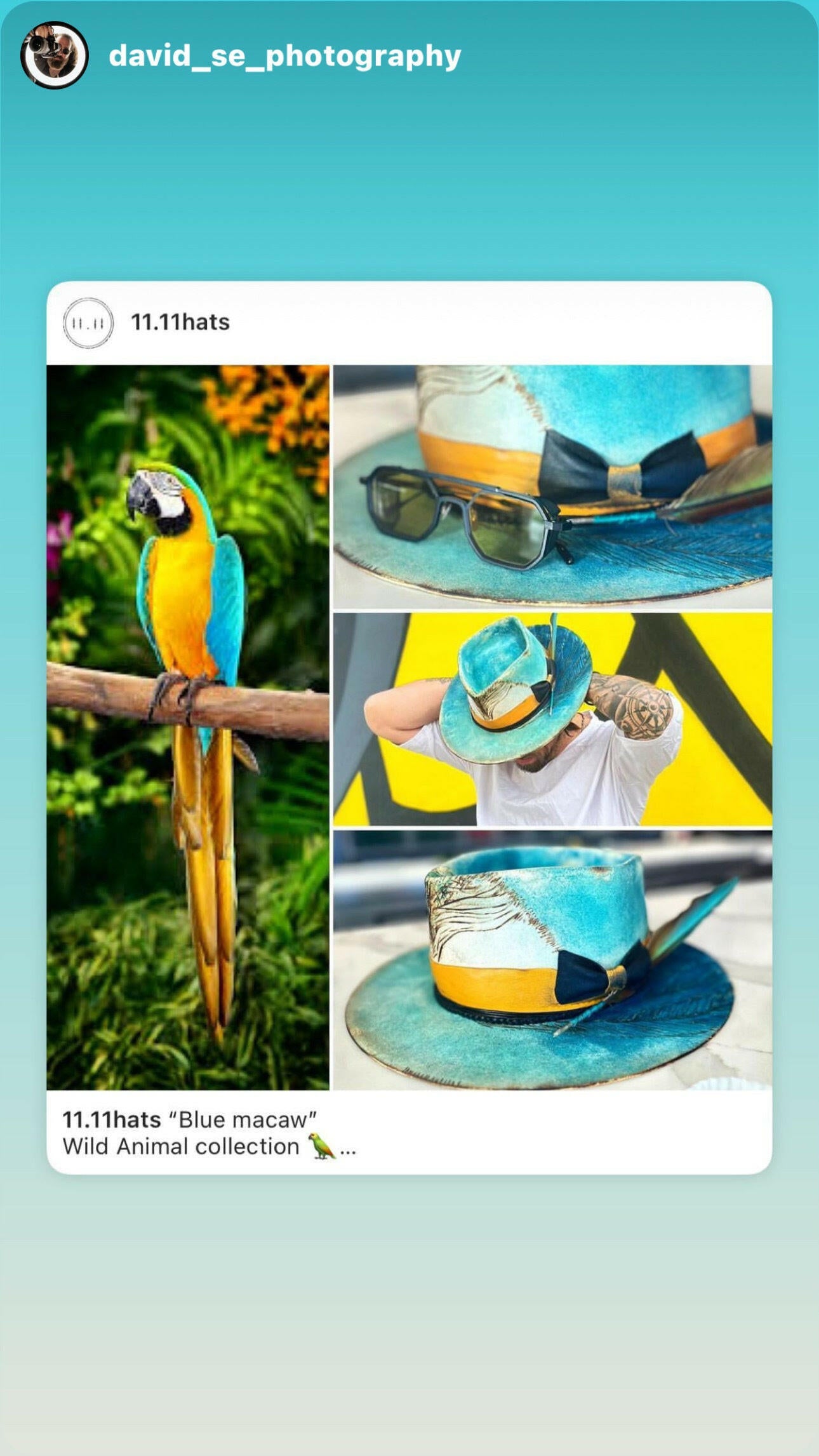 Blue macaw - 11.11hats